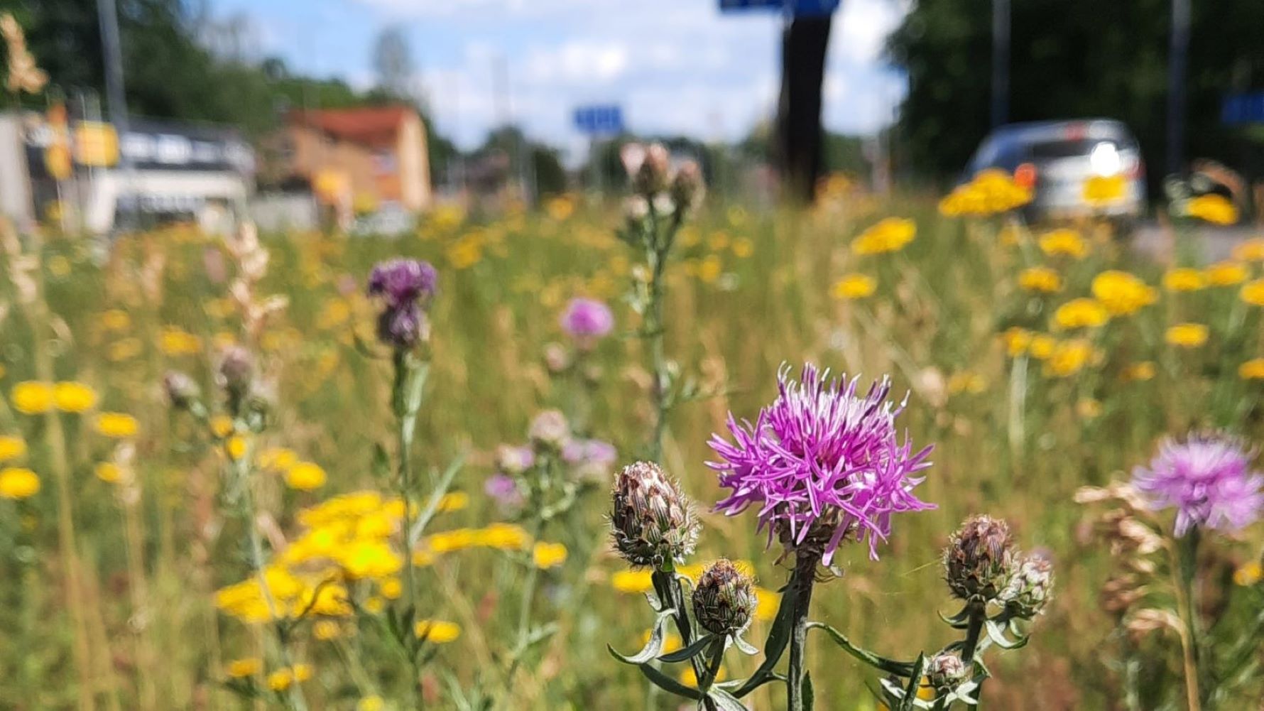 Rīgā krāšņi zied pilsētas pļavas | Āgenskalns | Apkaimes