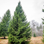 ziemassvetku-egles-meklejumi_2025